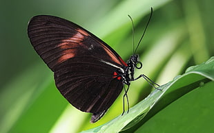 closeup photography of black and brown butterfly