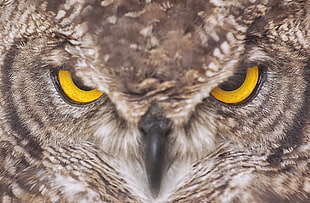 brown owl closeup view HD wallpaper