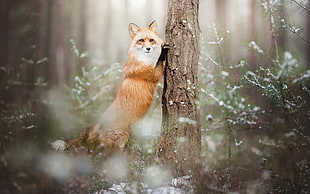 brown fox, fox, nature, animals