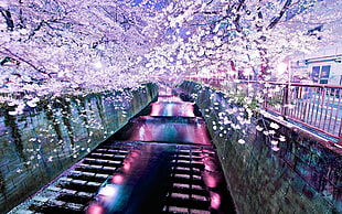 cherry tree and canal, river, cherry blossom, nature