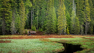 green trees, landscape, Oregon, Mount Hood HD wallpaper