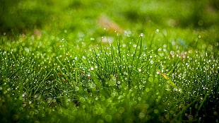 green grass with morning dew