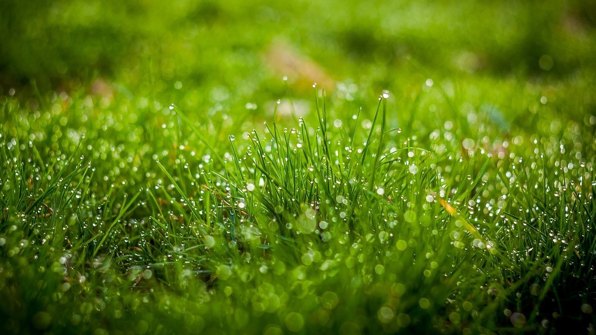 Green grass with morning dew HD wallpaper | Wallpaper Flare