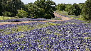purple flower field HD wallpaper