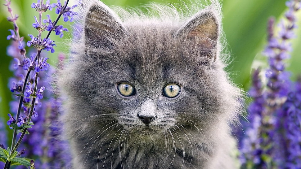 fur-coated gray cat between lavender flowers HD wallpaper