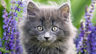 fur-coated gray cat between lavender flowers