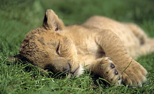 brown tiger cub lying on green grass