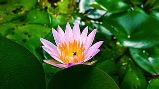 purple and brown flower, nature, lotus flowers, grass