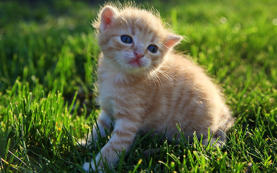orange tabby kitten HD wallpaper
