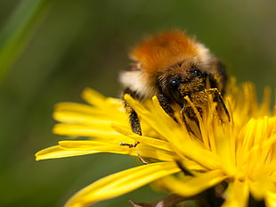 closeup photo of honey bee on yellow petal flower HD wallpaper