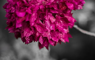 selective color photography of purple petal flower