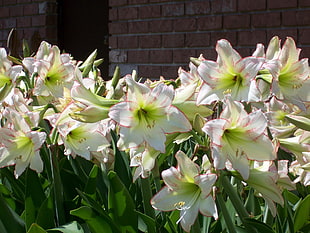 white, green, and pink flowers