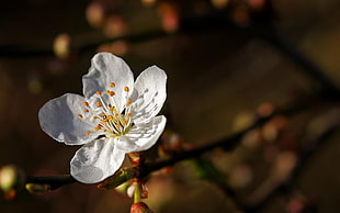 selective focus photography of white Cherry Blossom flower