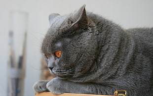 shallow focus photography of adult Russian blue