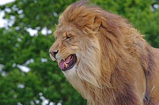 brown and white Lion opening mouth
