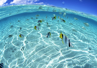 school of white-and-yellow fish HD wallpaper