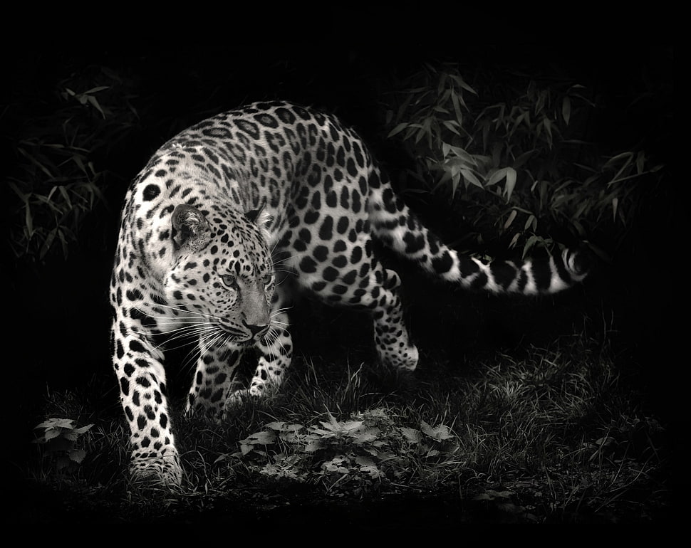 white leopard, photo manipulation, leopard, animals, leopard (animal) HD wallpaper