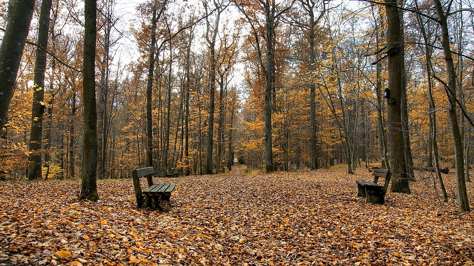 yellow leaf trees HD wallpaper