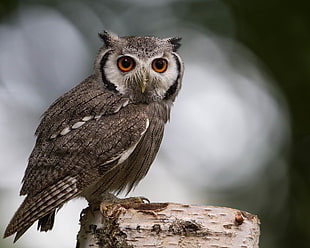 selective focus photography of owl perched on tree