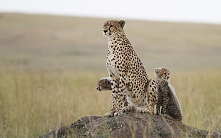 adult brown and black Cheetah, feline, animals, cheetah, nature HD wallpaper