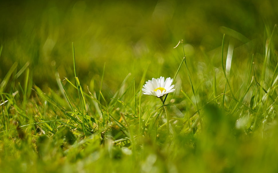 closeup photograph white daisy flower HD wallpaper