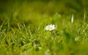 closeup photograph white daisy flower