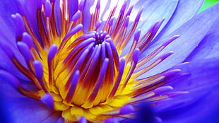purple Waterlily flower in bloom macro photo, lotus, water lily HD wallpaper