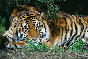 wild life photography of Tiger