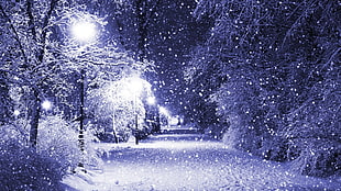 pathway between trees during snow graphic wallpaper, photography, winter, trees, lights