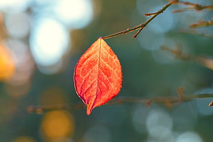 selective focus photography of autumn leaf
