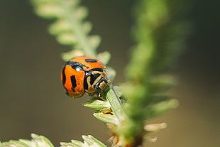 focus photography of ladybug, ladybird