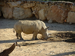 close up photo of rhinoceros HD wallpaper