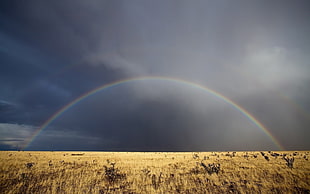 landscape photography of rainbow across desert HD wallpaper