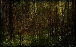 photo of green and brown forest