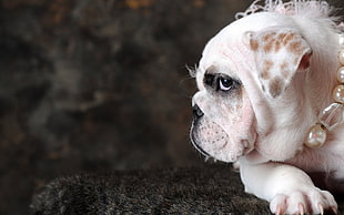 white English Bulldog puppy HD wallpaper