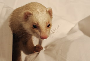 brown ferret, Weasel, Muzzle, Mustelidae HD wallpaper