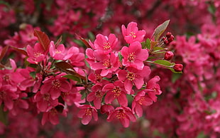 red Blossom flowers closeup photo