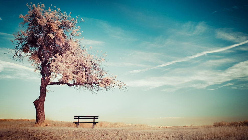 brown wooden pallet bench placed near cherry blossom tree HD wallpaper