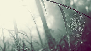 grey cobweb, spiderwebs, grass, macro, blurred