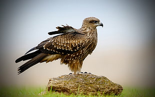 brown eagle on gray rock