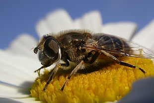 black and yellow bee on white and yellow flower, eristalis HD wallpaper