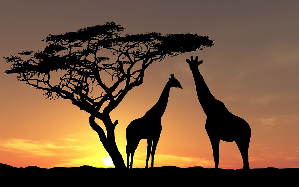 silhouette of giraffe beside the tree, nature, landscape, animals, trees HD wallpaper