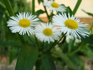 three white and green flower, flowers, white flowers, plants
