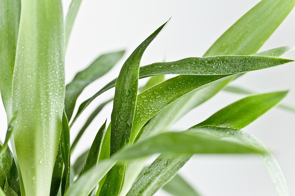 water droplets on green leafed plant HD wallpaper