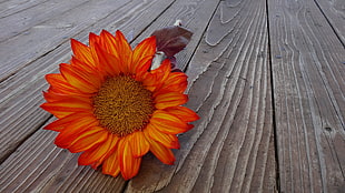 close up photo of red flower on wood plank