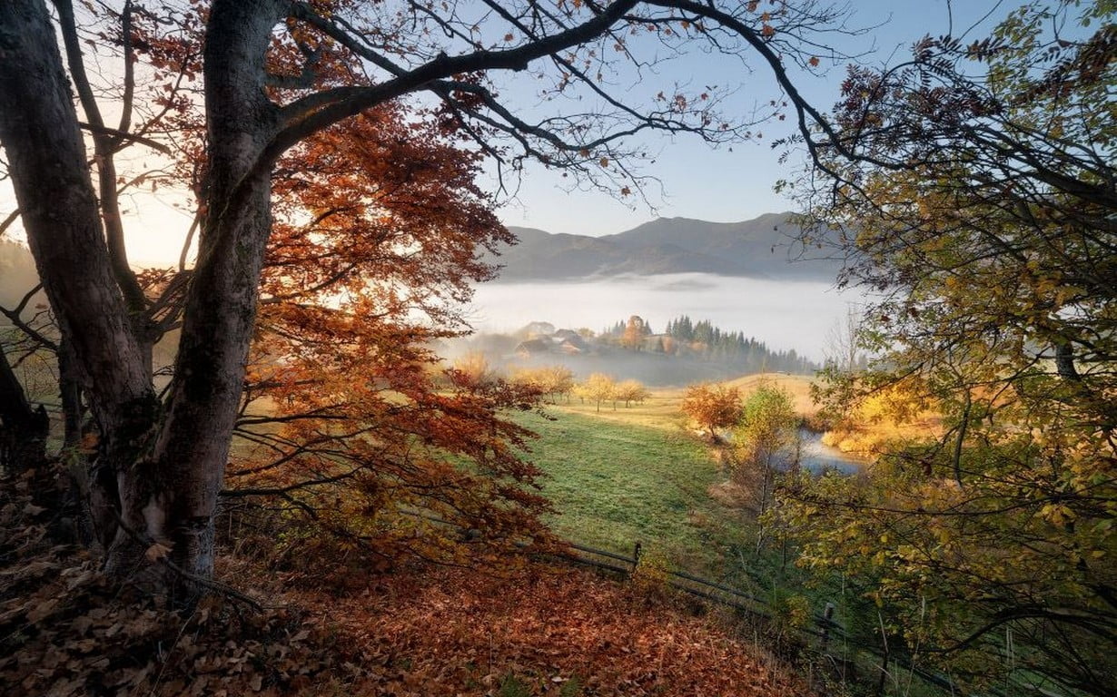 brown leaf trees, nature, landscape, photography, morning