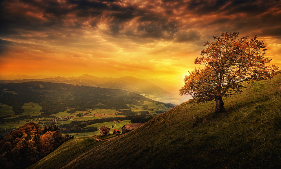 brown leafed tree, landscape, valley, trees HD wallpaper