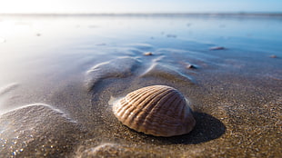 grey seashell on sand HD wallpaper