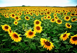 yellow Sunflower flower field at daytime HD wallpaper