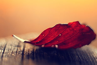 selective focus photography of brown leaf HD wallpaper